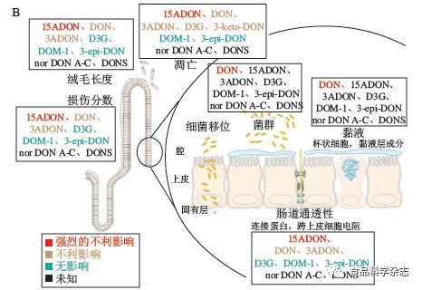 食品中嘔吐毒素的污染現狀、吸收代謝機制及腸道毒性研究進展——以安徽工程大學郭紅艷講師團隊研究為例